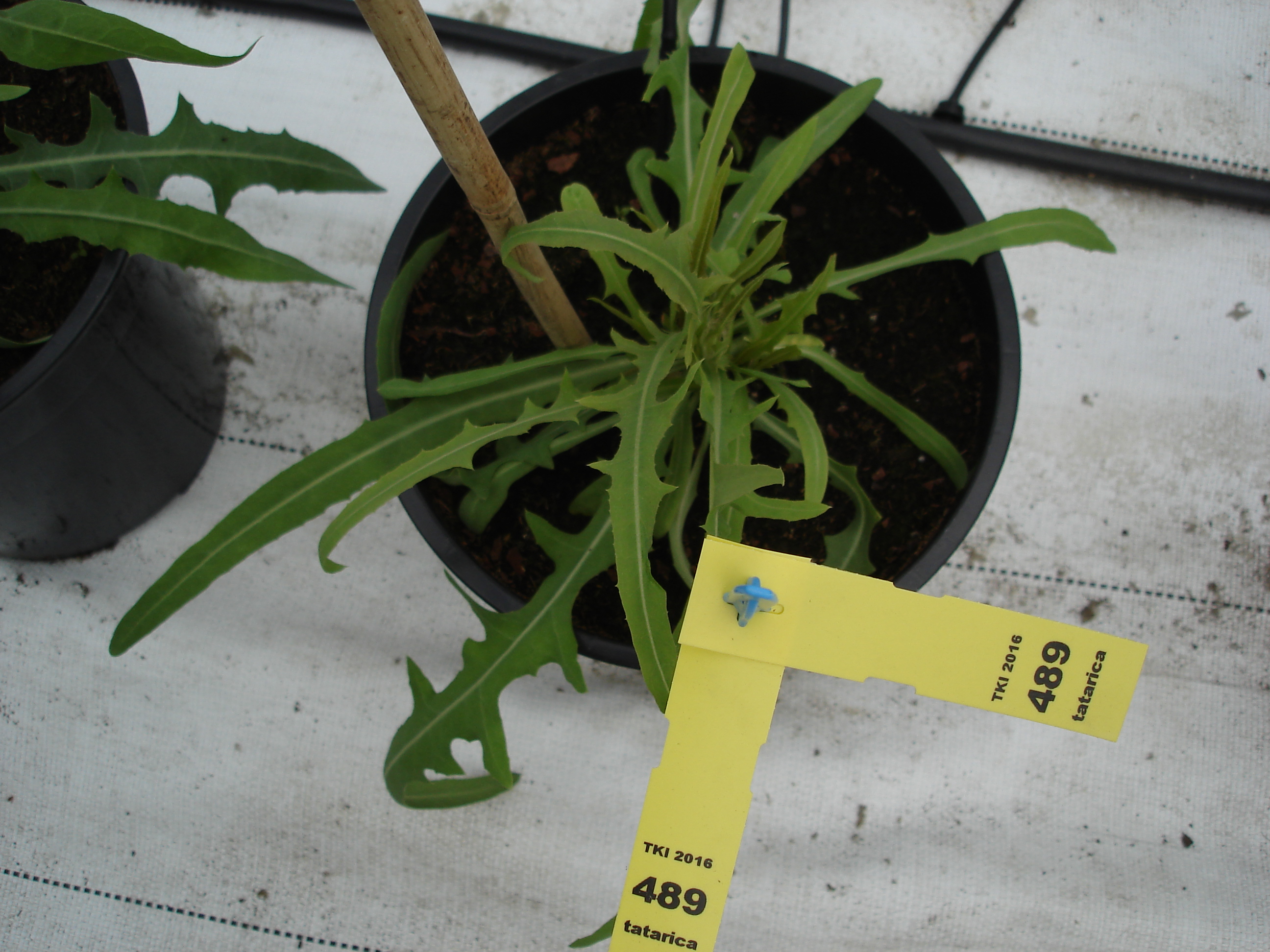 Lactuca tatarica (L.) C.A. Mey.